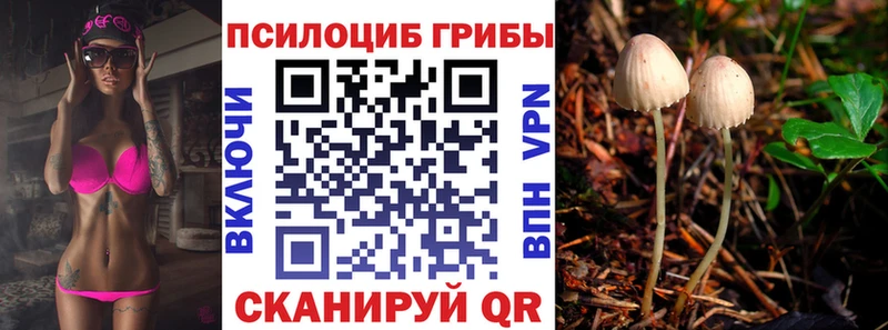 Псилоцибиновые грибы Psilocybe  Жердевка 